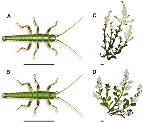 Evolution in Color: From Peppered Moths to Walking Sticks.